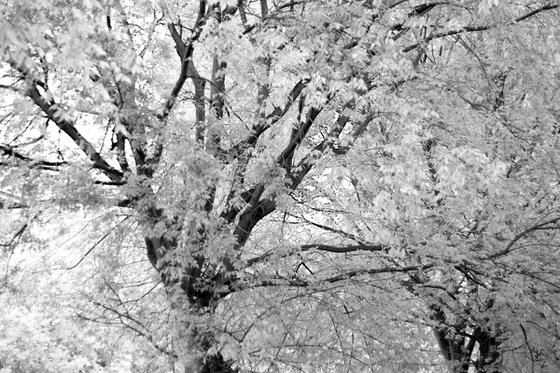 #73 Florence Nature - white tree