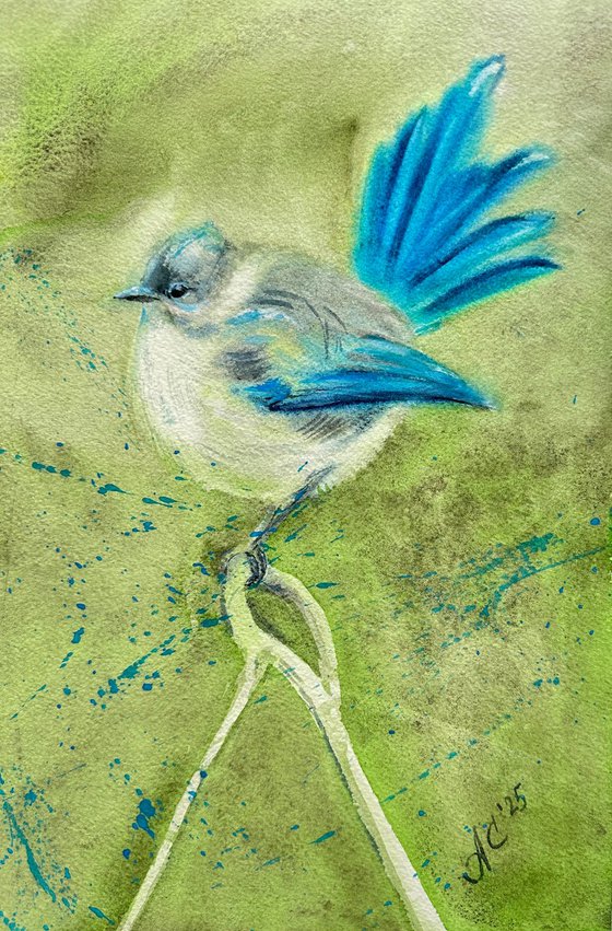 Birds: Canary and Fairywren