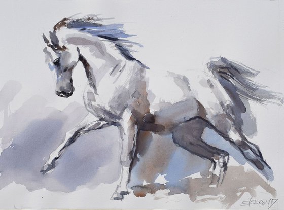 White horse in the run...