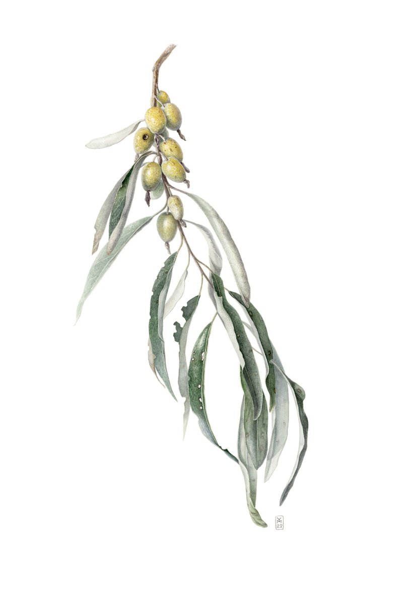 Photorealistic Botanical Watercolour By Yuliia Moiseieva, 15 X 22", Branch Of Elaeagnus Angustifolia, Original Artwork