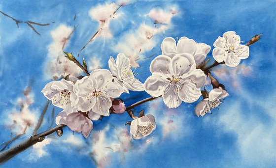 Blooming apricot