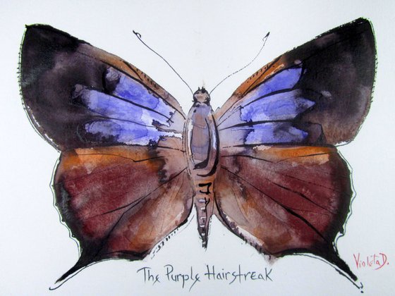 The Purple Hairstreak (Thecla Quercus)