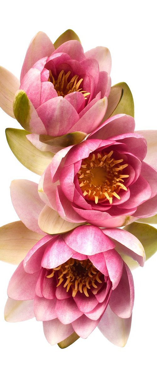 Blush Pink Water Lilies by Nadia Culph
