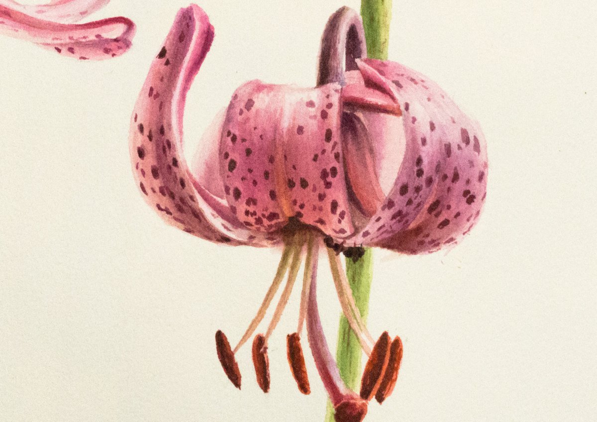 Martagon lily by Lidiya Doukhnevitch