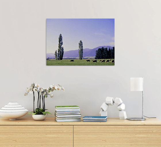 Grazing on the Canterbury Plain