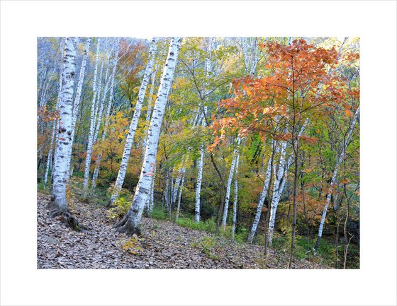 Autumn Colors #5
