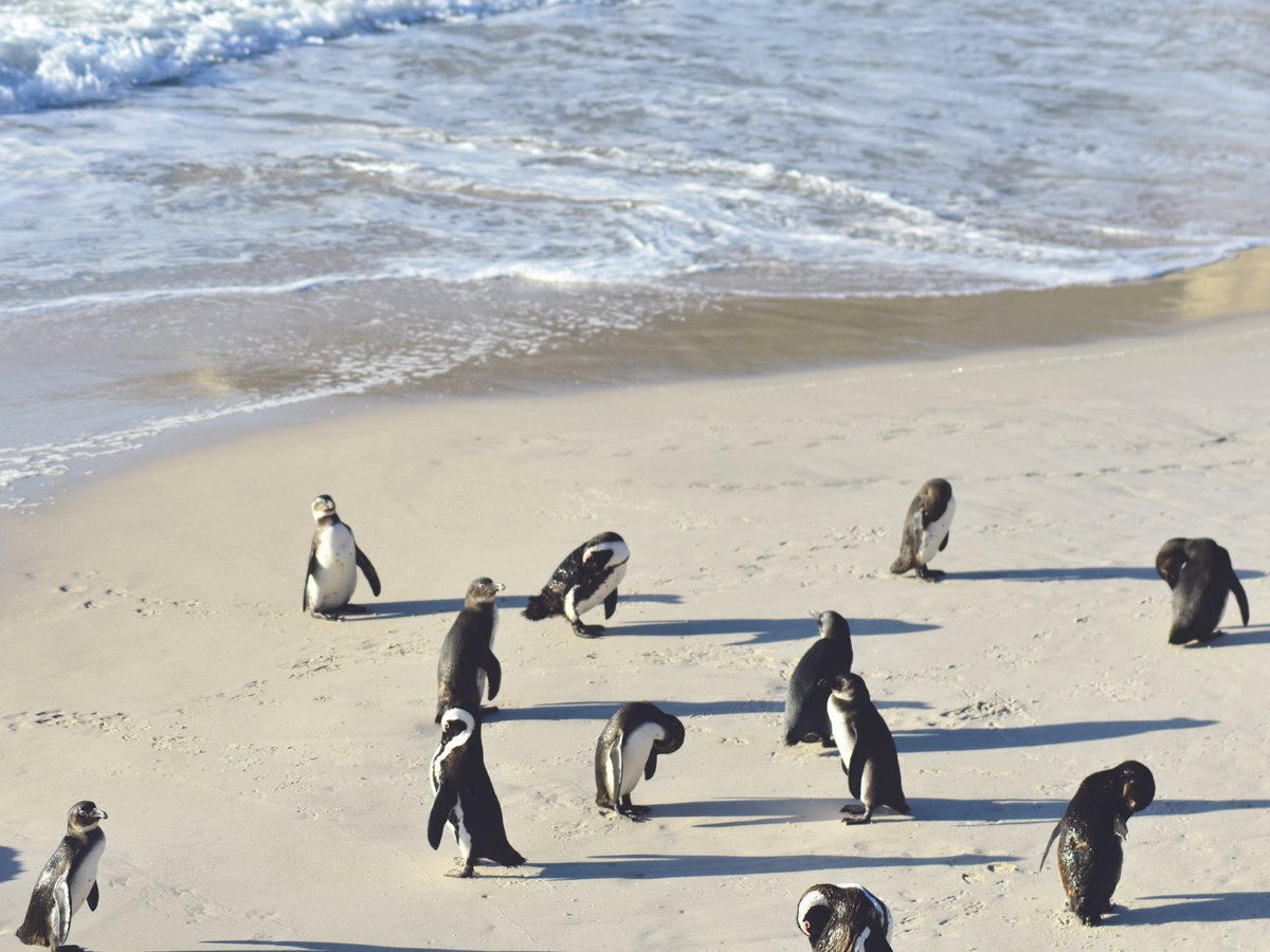 BOULDERS BEACH by Fabio Accorri?