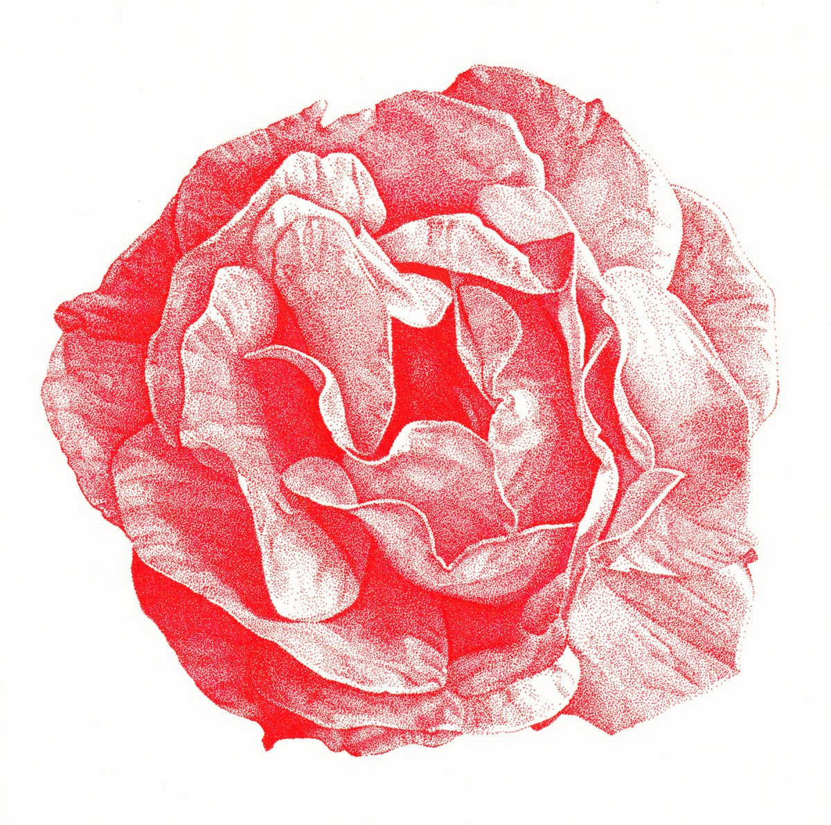 Red Rose by Louis Savage