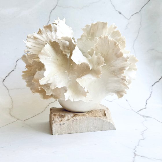 White Coral