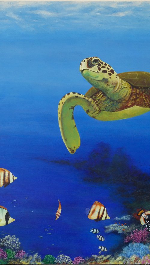 Greenback Turtle by John N Mason