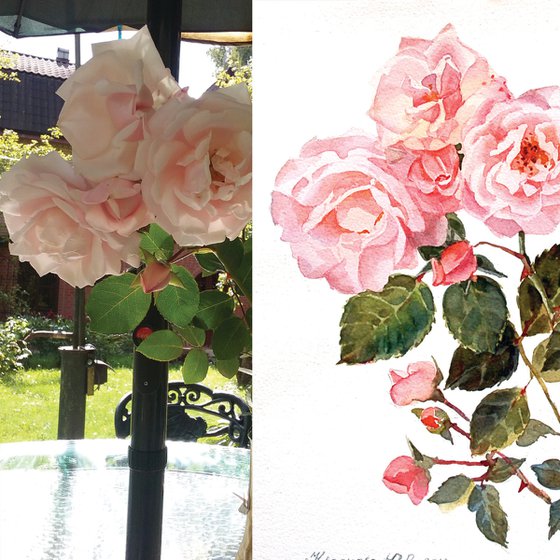 Garden roses