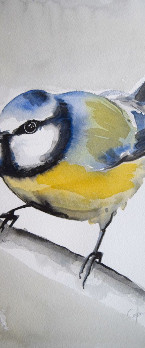 Twitter Series 'Blue Tit 1' by Nicola Colbran