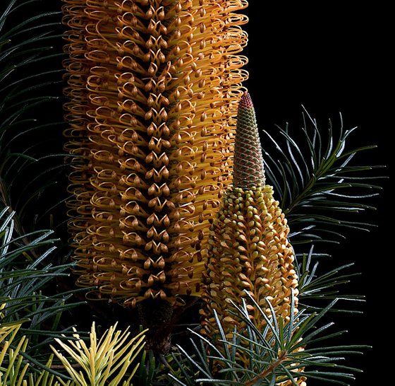 Banksia Ericifolia x Spinulosa