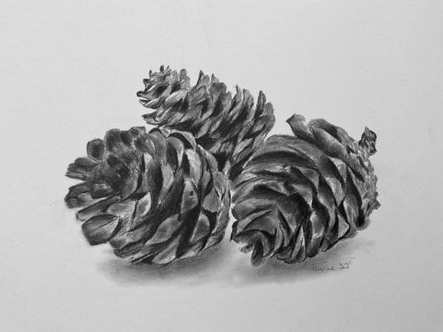 Pine cones by Maxine Taylor