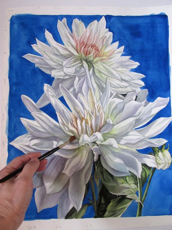 white dahlia in blue