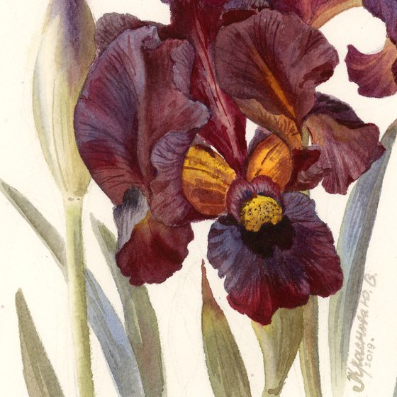 Iris dark burgundy