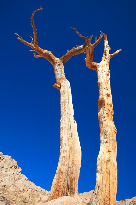 Desert Archaic