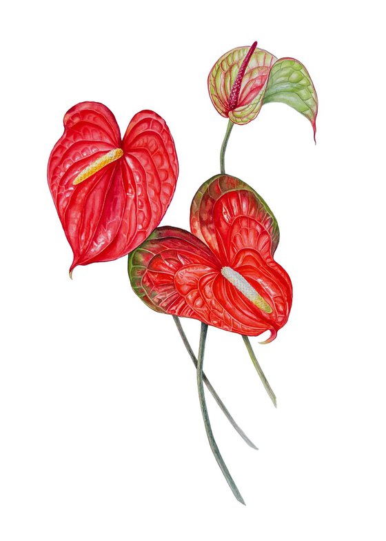 Anthuriums.