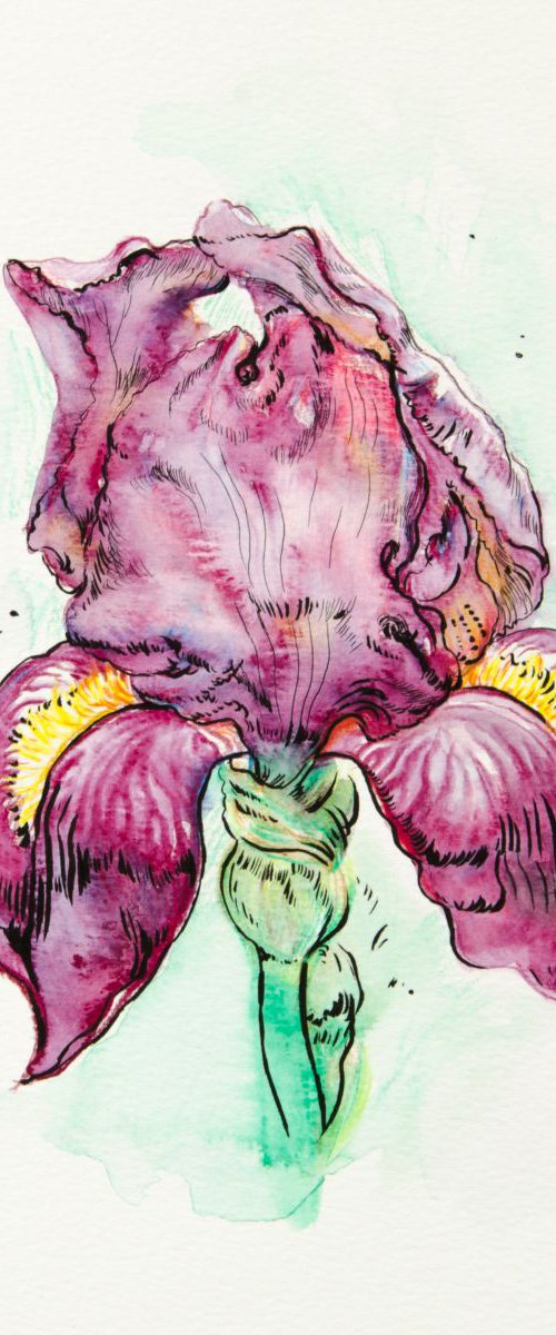 Iris. Watercolor pencil on paper by Daria Galinski