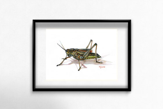 Grasshopper/Insect Series