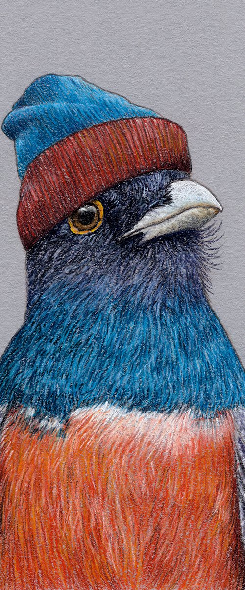 Blue-crowned trogon by Mikhail Vedernikov