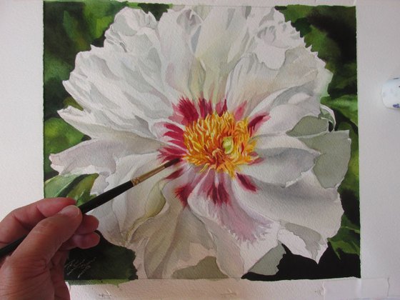 white peony