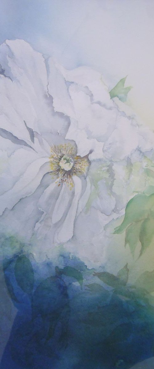 White Peony by Diana Dabinett