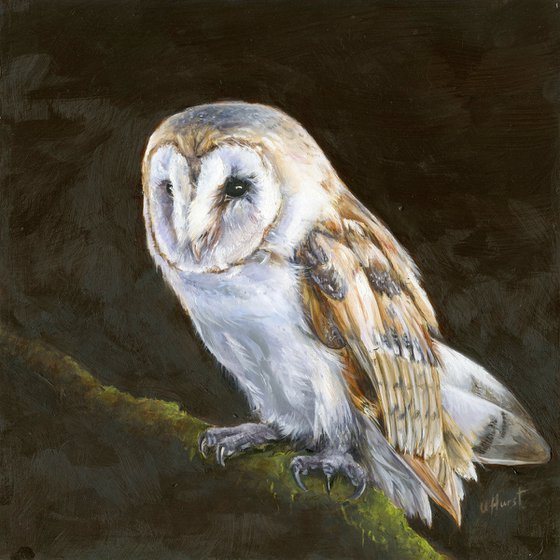 Barn Owl