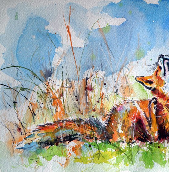 Red fox resting II