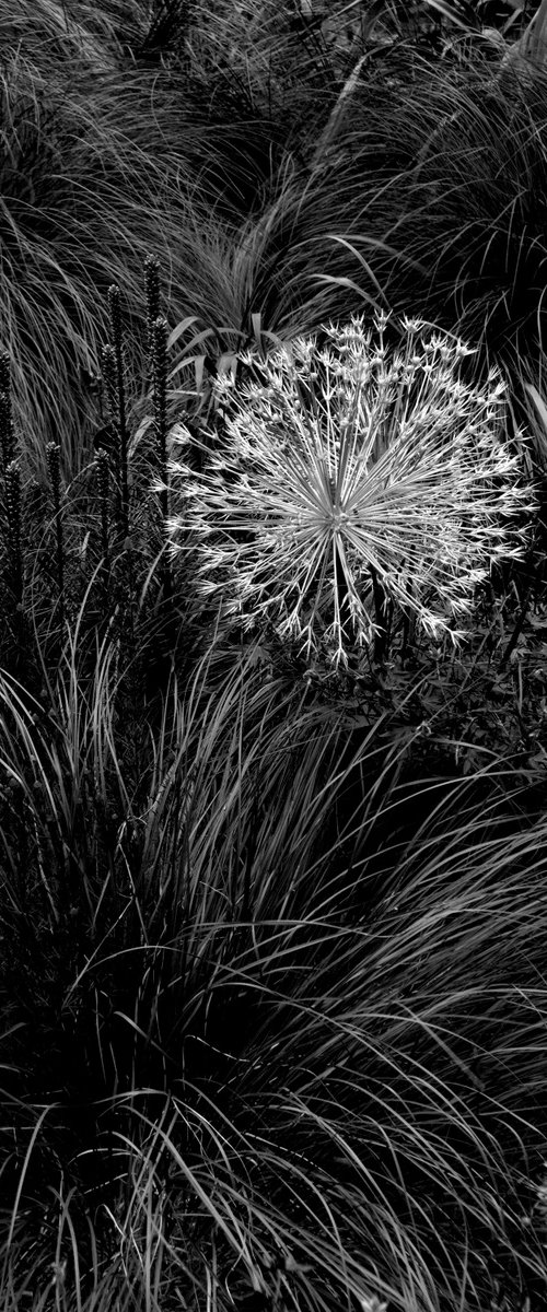 Independence Day by Robert Tolchin