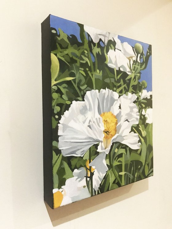 Californian Tree Poppy