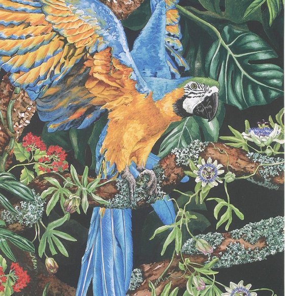 Blue & Yellow Macaw