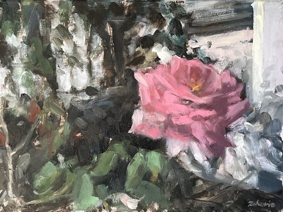 Garden Pink Rose Study
