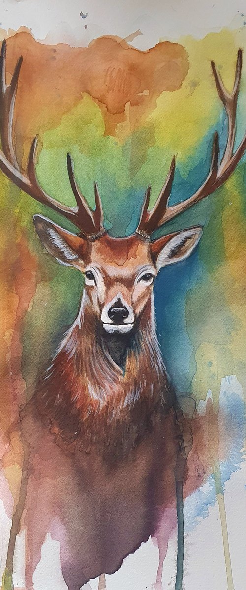 Deer stag watercolour painting by Silvia Frei