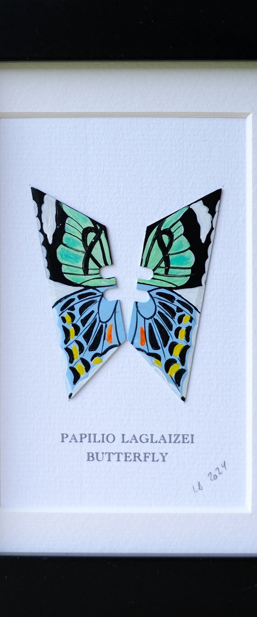 Papilio Laglaizei butterfly by Lene Bladbjerg