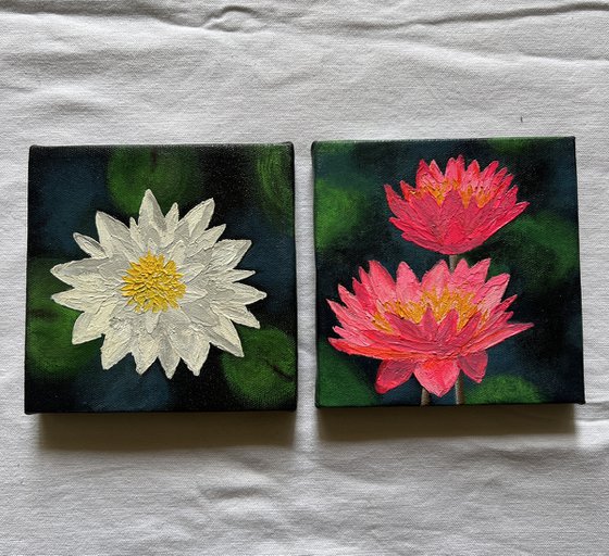 Mini Waterlilies