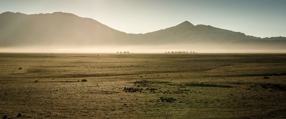 Camel Caravan - Sahara Desert
