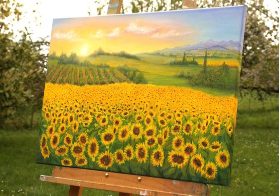 Sunrise on sunflowers