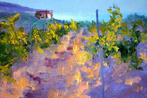 Morning in a sunny vineyard
