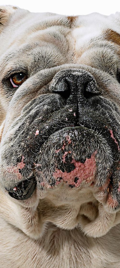 British Bulldog by Gandee Vasan