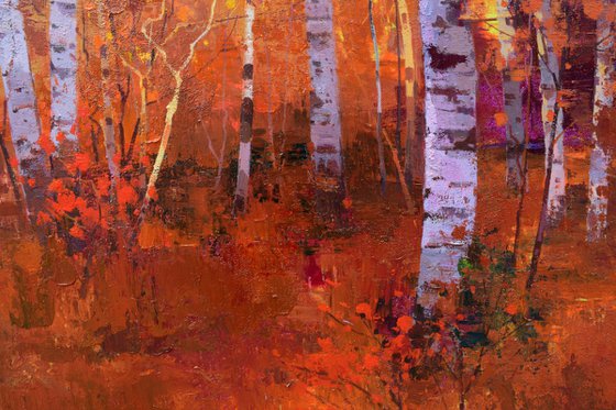 Birch trees forrest 089