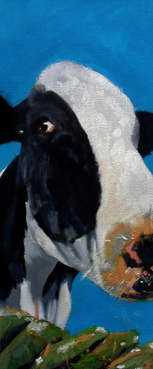 Curious Cow by Paul Edmondson