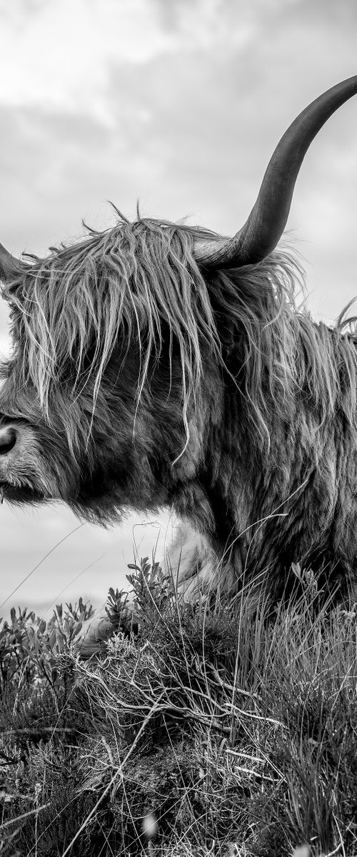 Highland Cattle - Elgol Isle of Skye by Stephen Hodgetts Photography