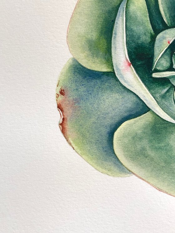 Echeveria elegans green. A series of original watercolour artwork.