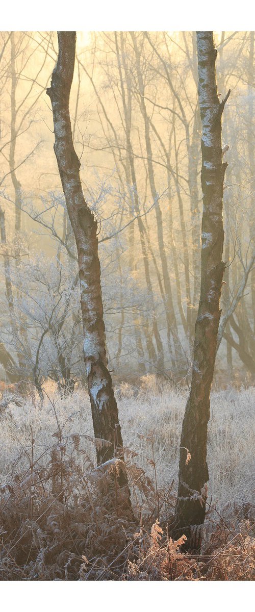December Birches by David Baker