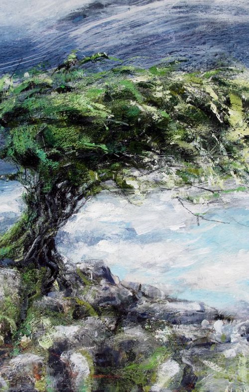 Hawthorn, Birkrigg Common, Cumbria by John Sharp