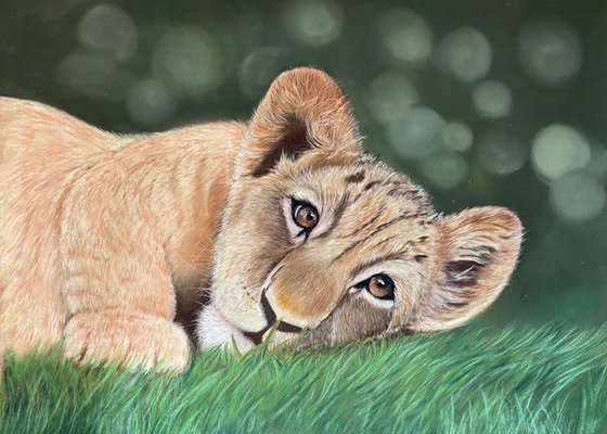 Lion cub