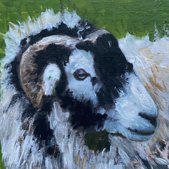 Herdwick Ram