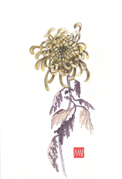 Chrysantemum. by Mag Verkhovets
