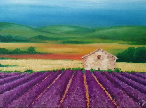 Lavender field by Mateja Marinko